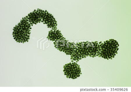 Microkistis 35409626
