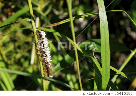 Parasitoid bee Parasitoid bee 35410195