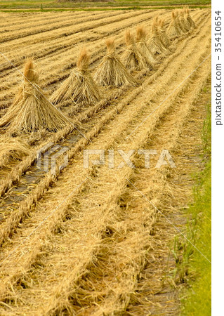 Rice field after cutting 35410654