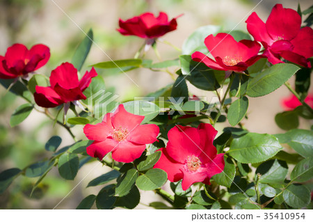 玫瑰 35410954