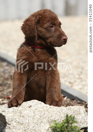 Adorable chesapeake bay retriever puppy on stone Adorable chesapeake bay retriever puppy on stone 35411040