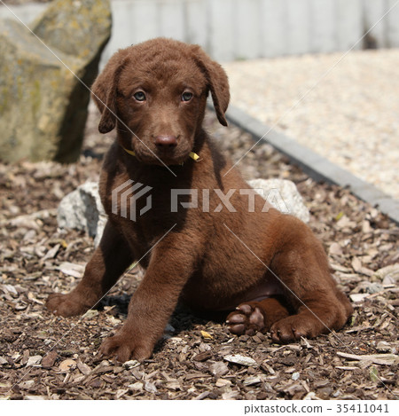 Amazing chesapeake bay retriever puppy 35411041