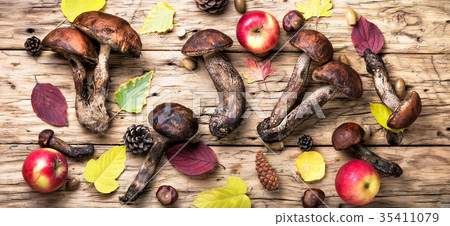 harvest of forest mushrooms harvest of forest mushrooms 35411079
