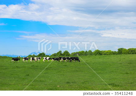 Ranch cattle in Hokkaido 35411248