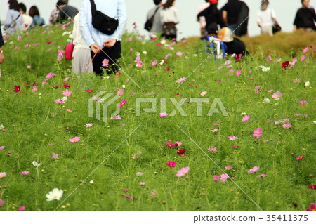 Cosmos Cosmos 35411375