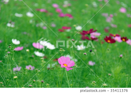 Cosmos Cosmos 35411376