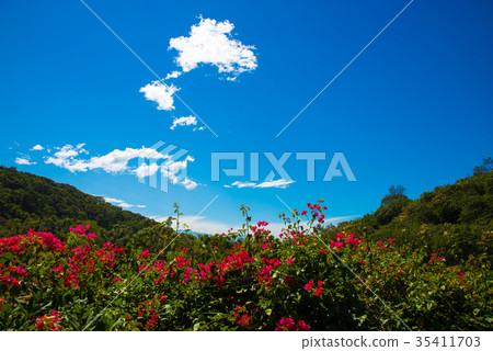 風景 台灣 天空 白雲 花 自然 夏季 藍天 踏青 休閒娛樂 新竹 竹北 新埔 旅行 悠閒 大自然 風景 台灣 天空 白雲 花 自然 夏季 藍天 踏青 休閒娛樂 新竹 竹北 新埔 旅行 悠閒 大自然 35411703