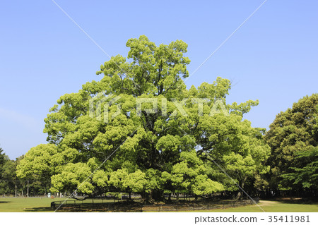 奈良公園樟樹巨型樹 奈良公園樟樹巨型樹 35411981