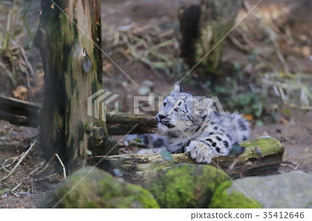 雪豹的寶貝 35412646