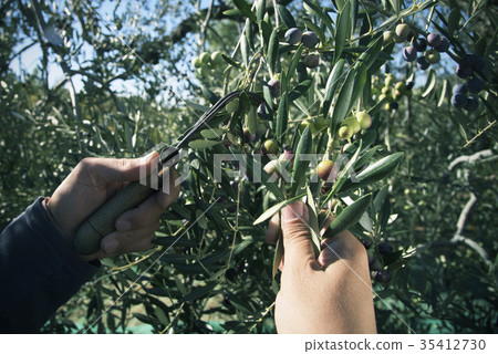 harvesting olives in Spain 35412730