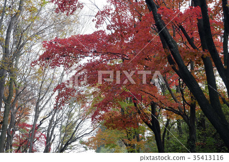 Autumn fall leaves walkway scenery photo 35413116