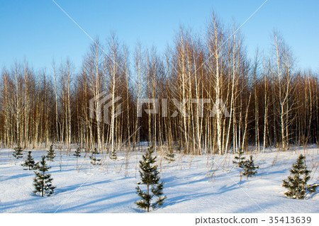 Winter birch forest with small pines Winter birch forest with small pines 35413639