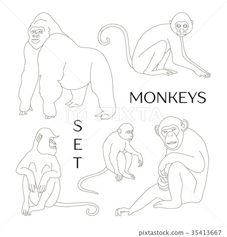 Different types of monkeys 35413667