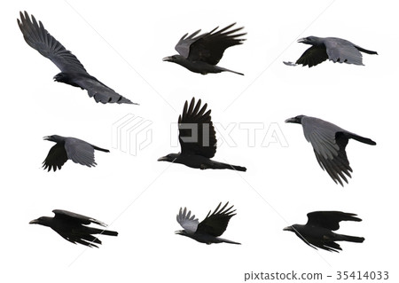 Group of black crow flying on white background. Group of black crow flying on white background. 35414033