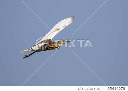 Image of a pond heron(Ardeola) flying in the sky. 35414076