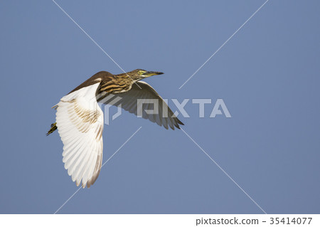 Image of a pond heron(Ardeola) flying in the sky.  35414077