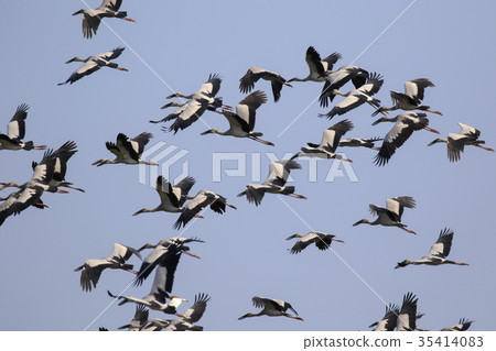 Image of flock of asian openbill stork. Image of flock of asian openbill stork. 35414083
