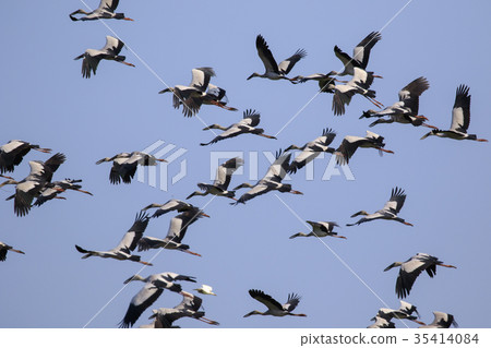 Image of flock of asian openbill stork. Image of flock of asian openbill stork. 35414084