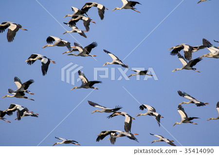 Image of flock of asian openbill stork. Image of flock of asian openbill stork. 35414090