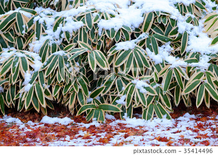 Hatsuyuki and Aoi Hatsuyuki and Aoi 35414496