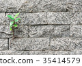 The trees growing survival on the wall. 35414579