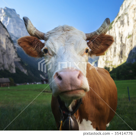 Cow, Alps. Jungfrau region, Switzerland Cow, Alps. Jungfrau region, Switzerland 35414776