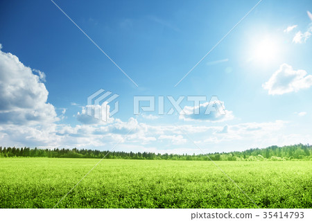 field of grass and perfect sky 35414793