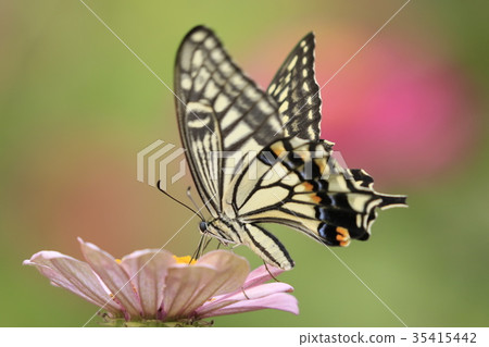 Besshi和Namiageha 35415442