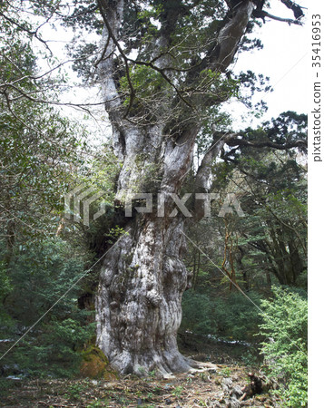 Jomon cedar 35416953