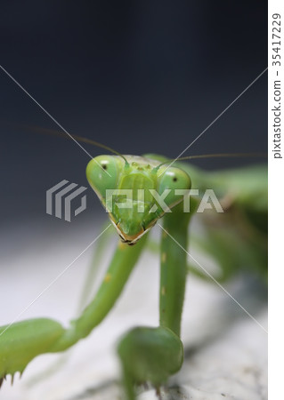 面對黑尾螳螂 35417229