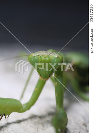 面對黑尾螳螂 35417230