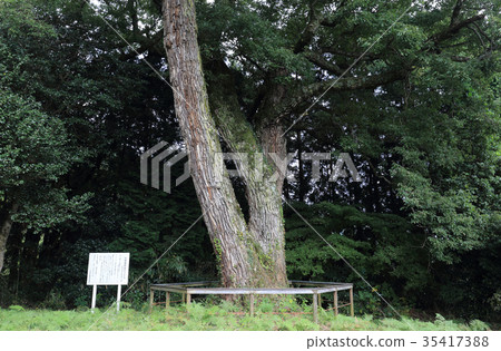 Touso Yakushido Konara 35417388