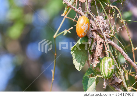 要被上色的karasuuri果子 35417408