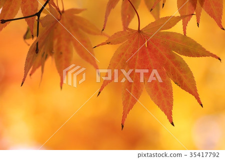 A close-up of a maple leaf that has turned a beautiful orange color 35417792