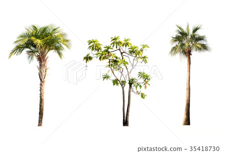 Tree on white background, Isolated 35418730