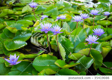 lotus flower in pond at marina bay front,Singapore lotus flower in pond at marina bay front,Singapore 35419086