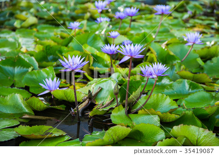lotus flower in pond at marina bay front,Singapore lotus flower in pond at marina bay front,Singapore 35419087