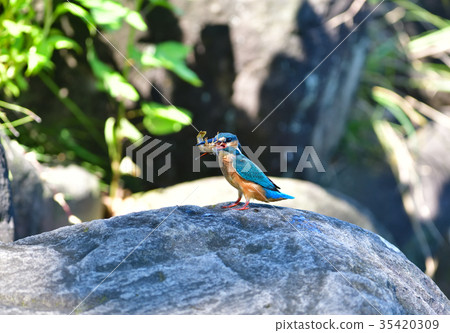 Kingfisher of the forest Kingfisher of the forest 35420309