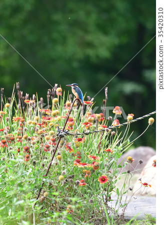 Kingfisher of the forest Kingfisher of the forest 35420310