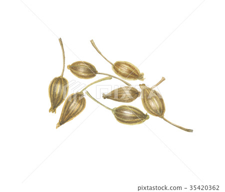 Anise seed 35420362