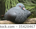 Oomikadobato 35420467