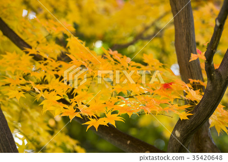 潮濕的樹葉 35420648