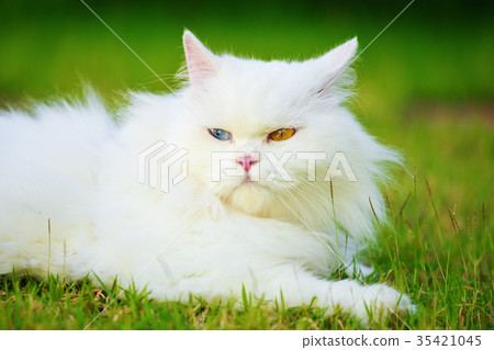 white Persian cat with 2 different-colored eyes white Persian cat with 2 different-colored eyes 35421045