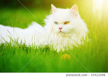 white Persian cat with 2 different-colored eyes white Persian cat with 2 different-colored eyes 35421046