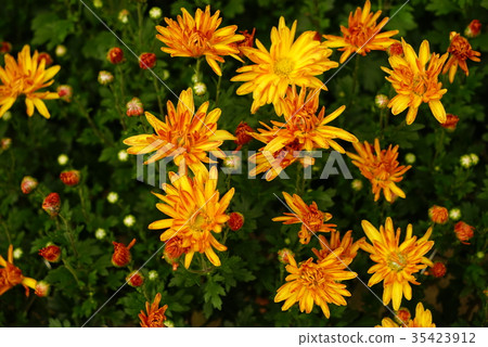 Chrysanthemum   35423912