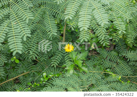 One Yellow Singapore daisy flower with Green One Yellow Singapore daisy flower with Green 35424322