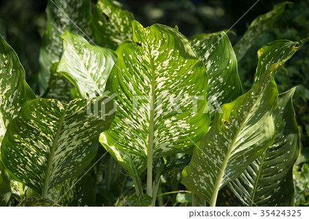 Green lead of Dieffenbachia tree Green lead of Dieffenbachia tree 35424325