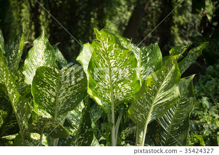 Green lead of Dieffenbachia tree Green lead of Dieffenbachia tree 35424327