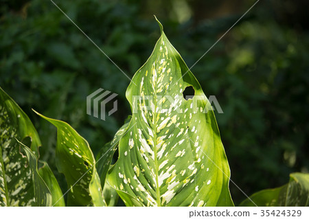 Green lead of Dieffenbachia tree Green lead of Dieffenbachia tree 35424329