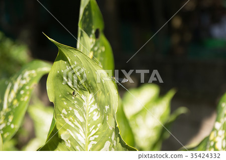 Green lead of Dieffenbachia tree 35424332